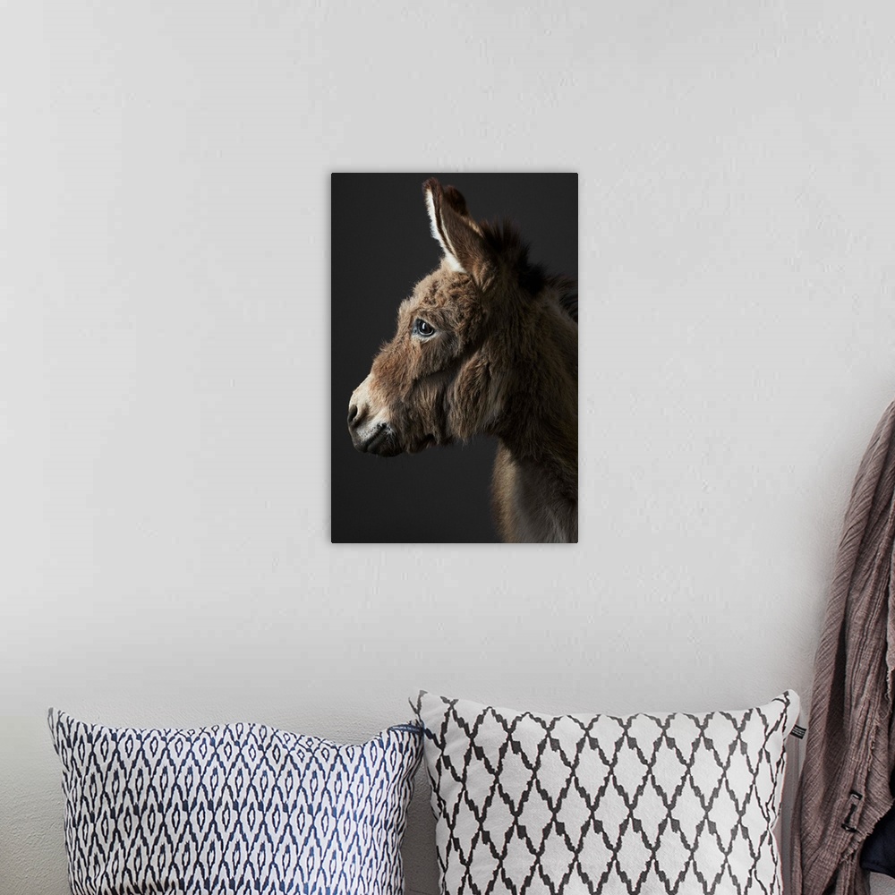 A bohemian room featuring Miniature shetland donkey, Stanley, photographed in the studio