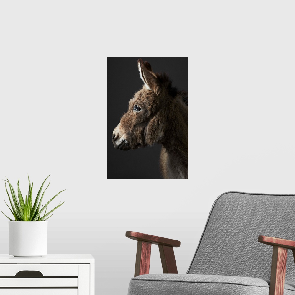 A modern room featuring Miniature shetland donkey, Stanley, photographed in the studio