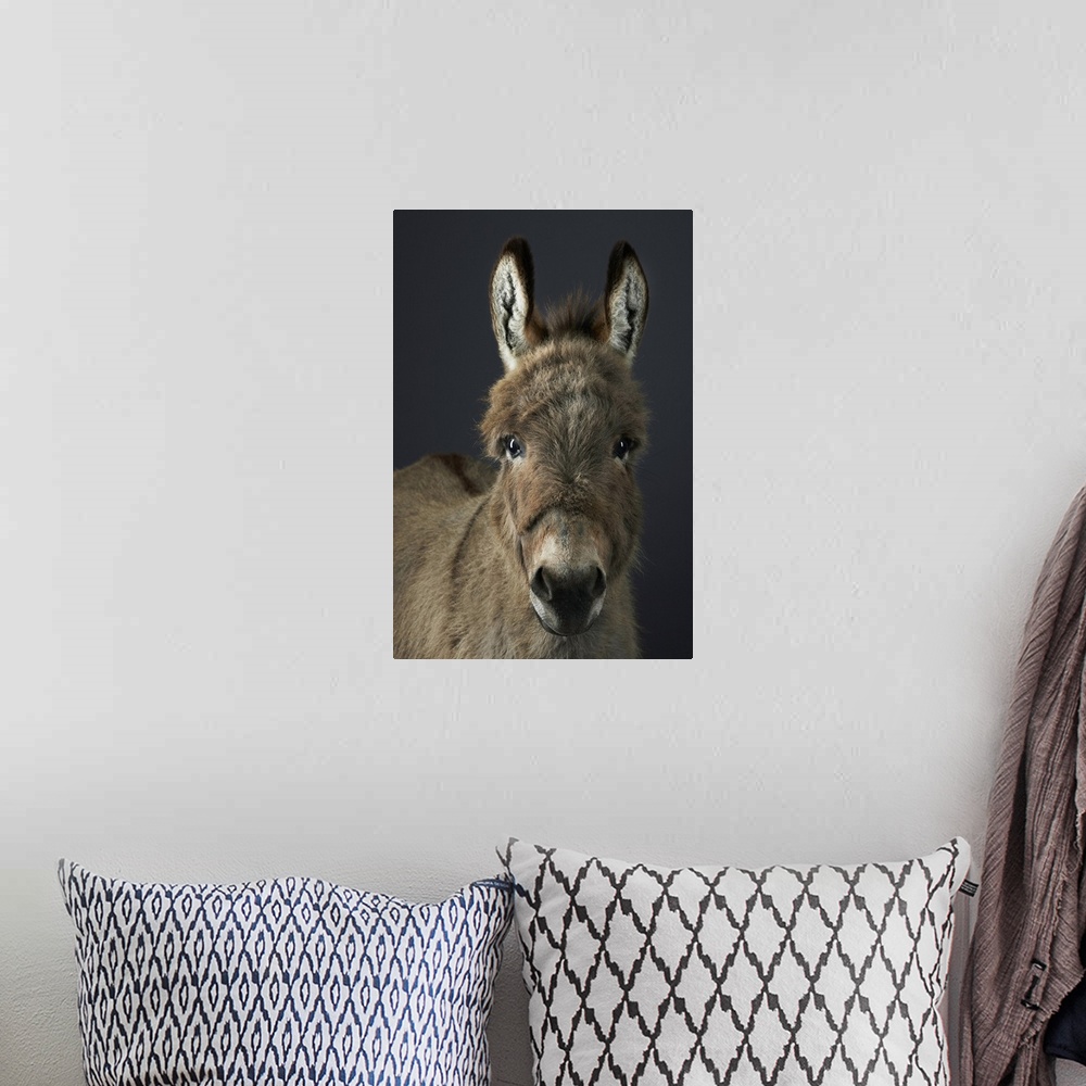 A bohemian room featuring Miniature shetland donkey, Stanley, photographed in the studio
