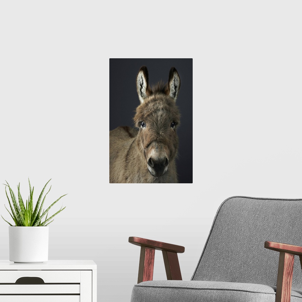A modern room featuring Miniature shetland donkey, Stanley, photographed in the studio