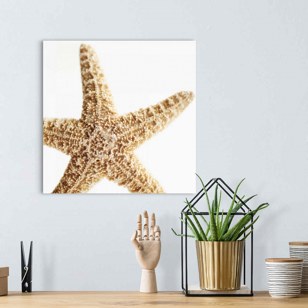 A bohemian room featuring Star fish, close-up