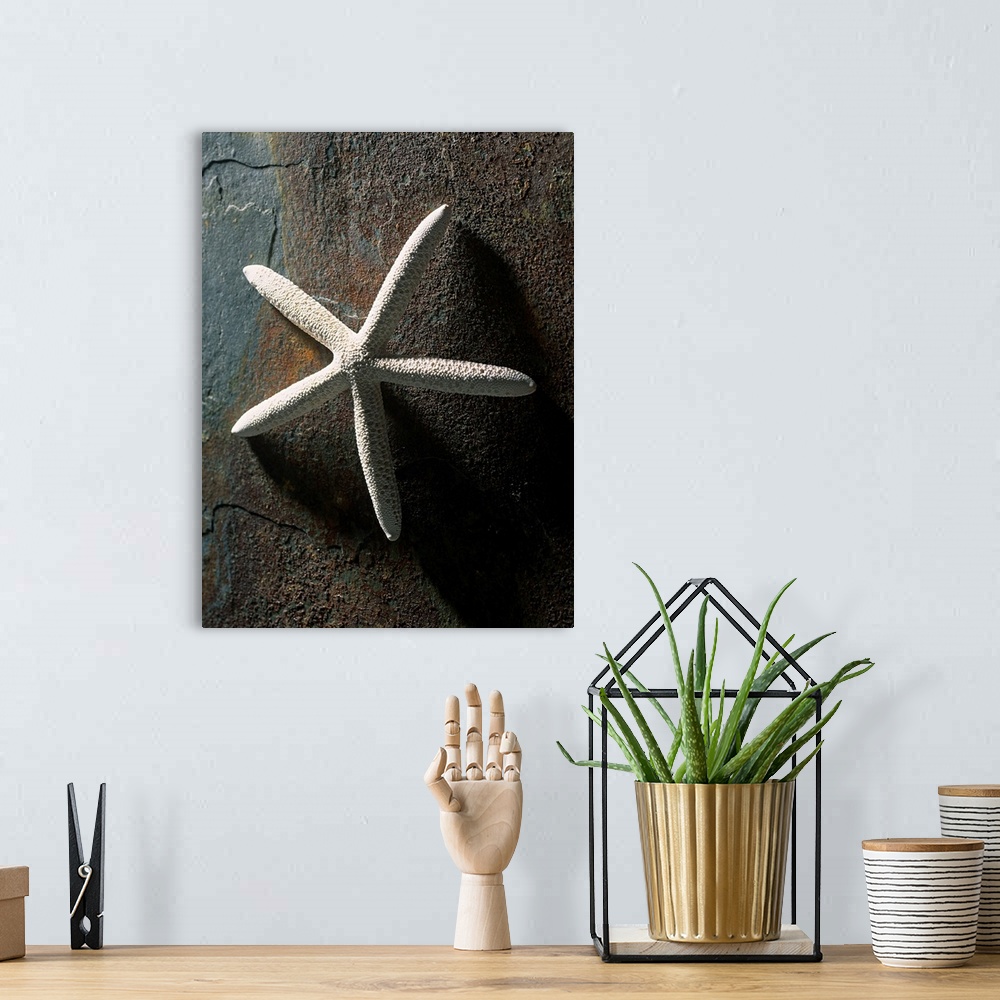 A bohemian room featuring Starfish