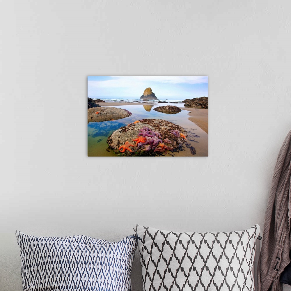 A bohemian room featuring morning lowtide adds beauty to starfish and rock formations along Indian Beach, at Ecola State Pa...