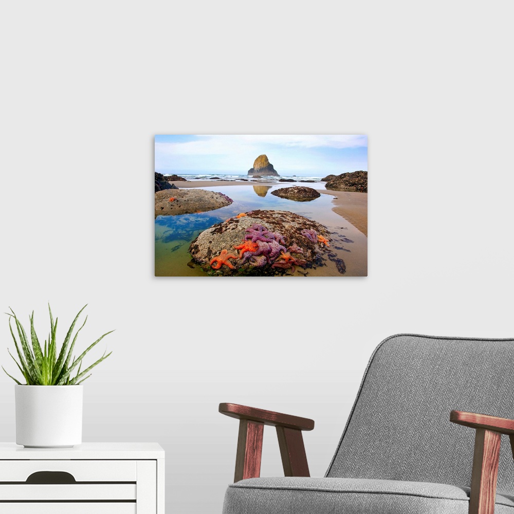A modern room featuring morning lowtide adds beauty to starfish and rock formations along Indian Beach, at Ecola State Pa...