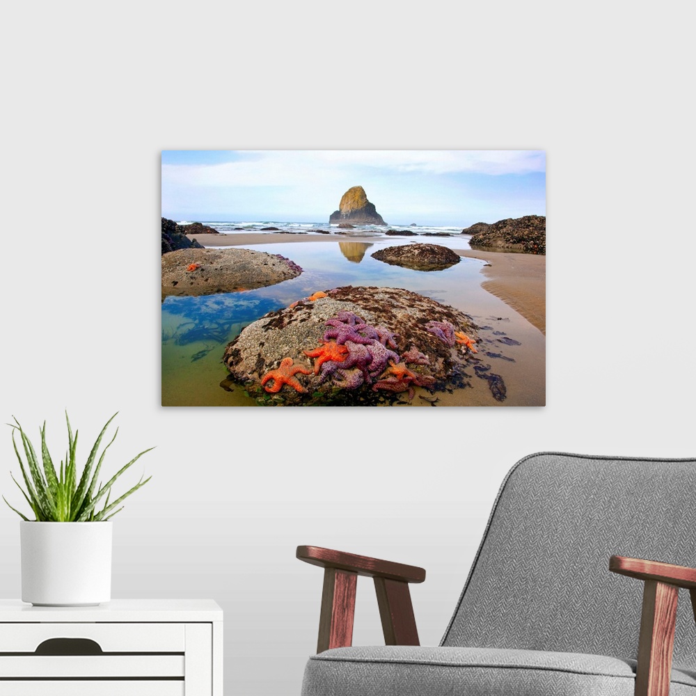 A modern room featuring morning lowtide adds beauty to starfish and rock formations along Indian Beach, at Ecola State Pa...