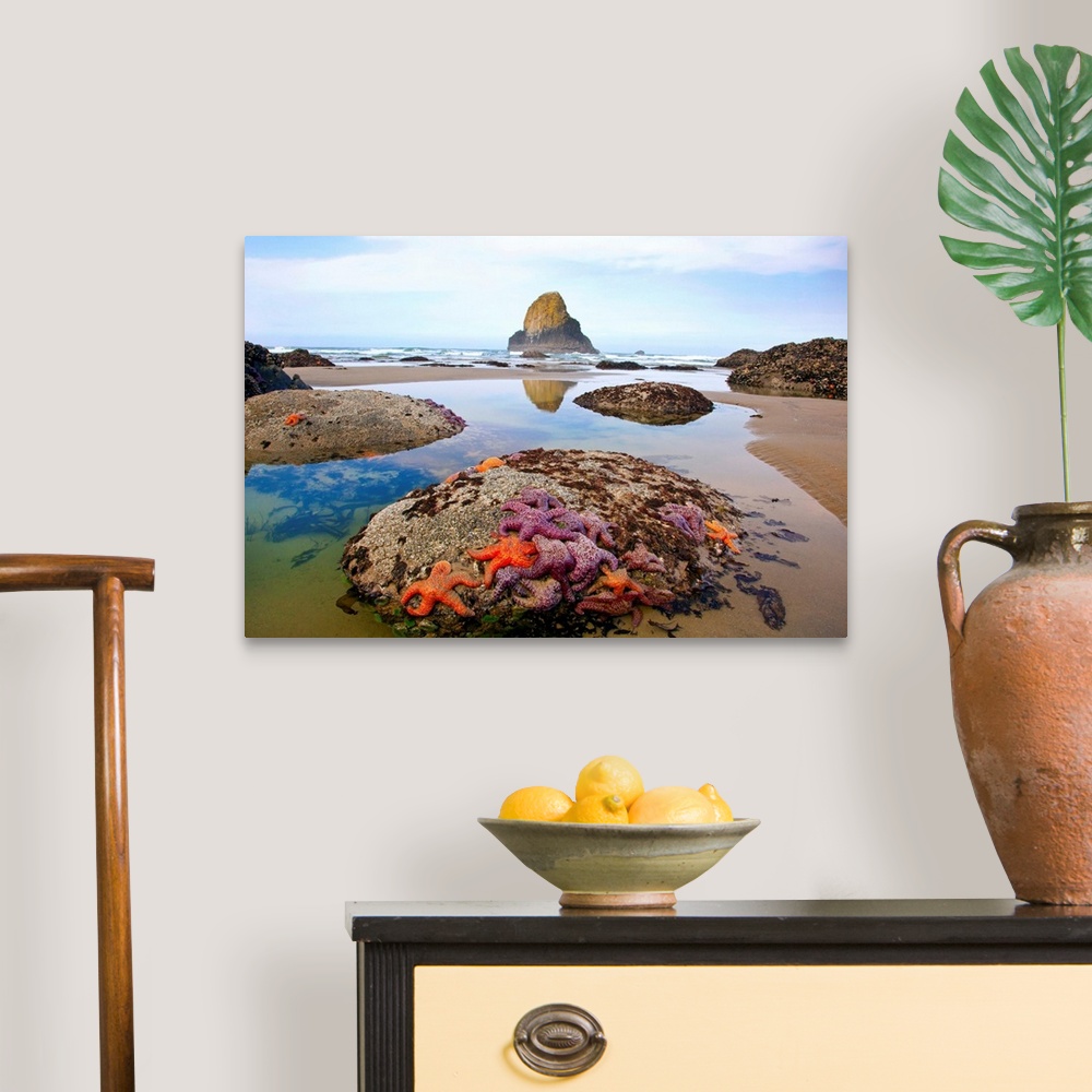 A traditional room featuring morning lowtide adds beauty to starfish and rock formations along Indian Beach, at Ecola State Pa...