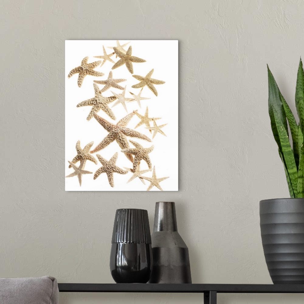 A modern room featuring Starfish, Dried