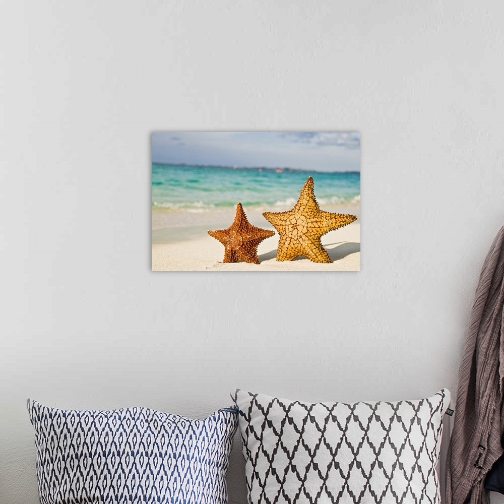 A bohemian room featuring Large photo print of two starfish standing up on a beach with waves crashing in the background.