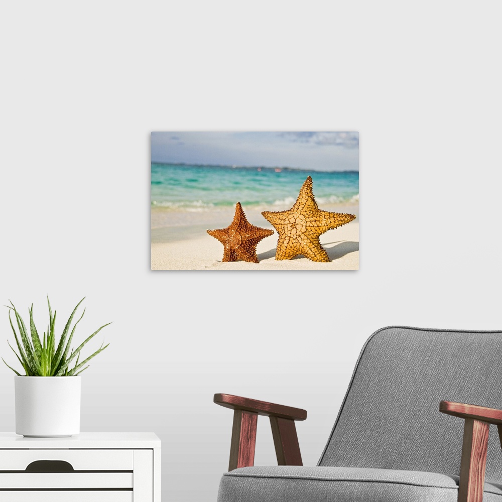 A modern room featuring Large photo print of two starfish standing up on a beach with waves crashing in the background.