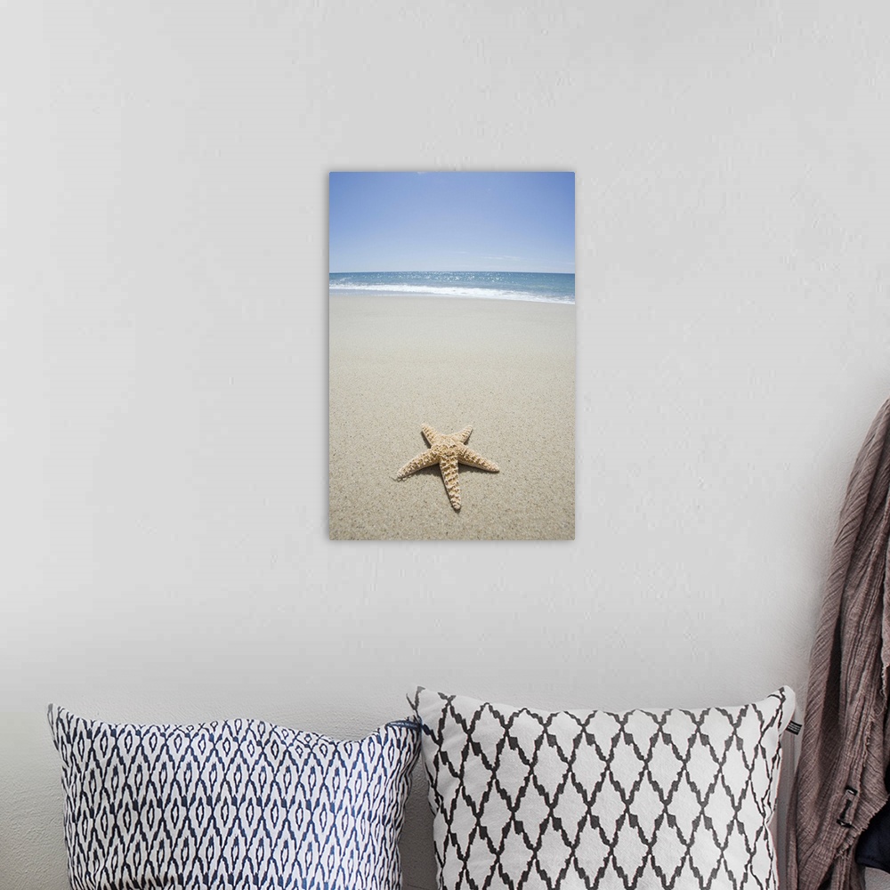 A bohemian room featuring Starfish on beach by Atlantic Ocean
