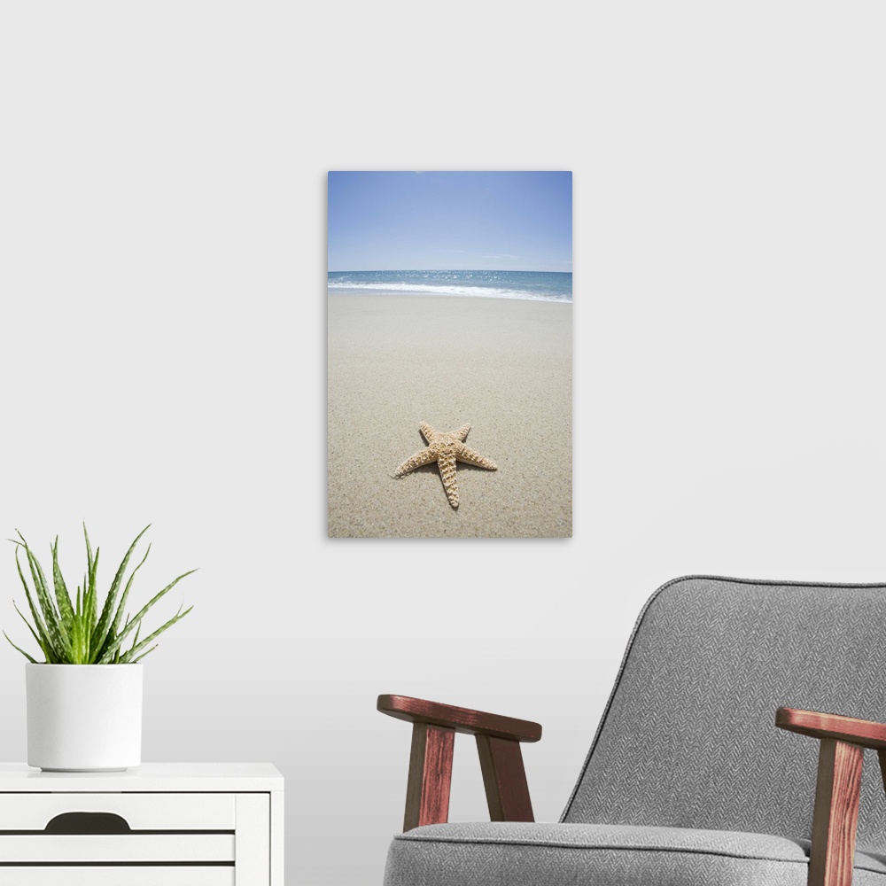 A modern room featuring Starfish on beach by Atlantic Ocean
