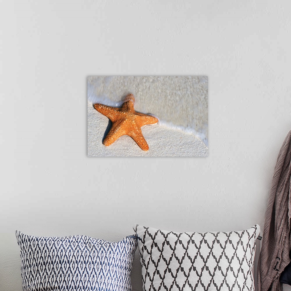 A bohemian room featuring Starfish On Shore