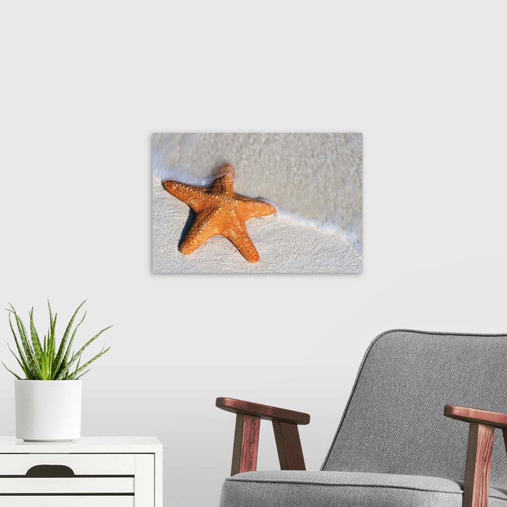 A modern room featuring Starfish On Shore