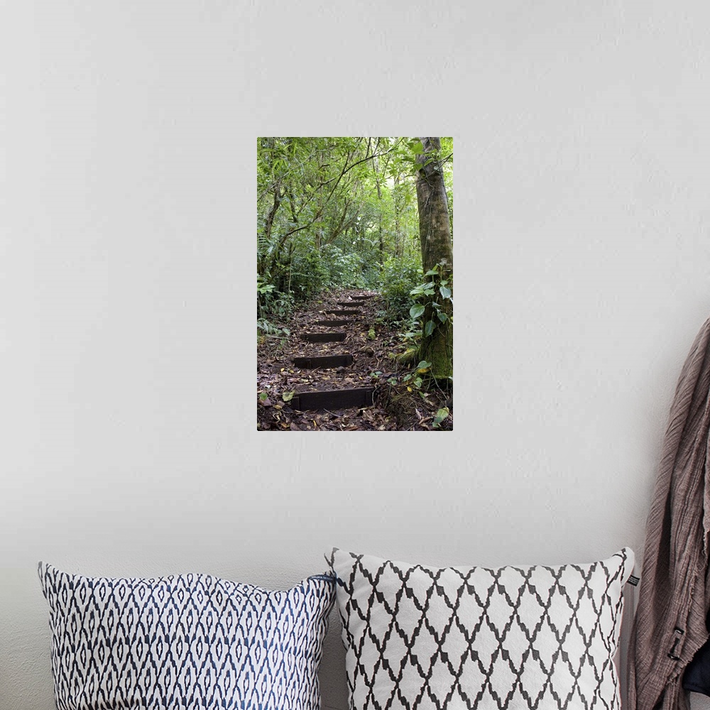 A bohemian room featuring Steps ascending on path. Tropical Cloud Forest
