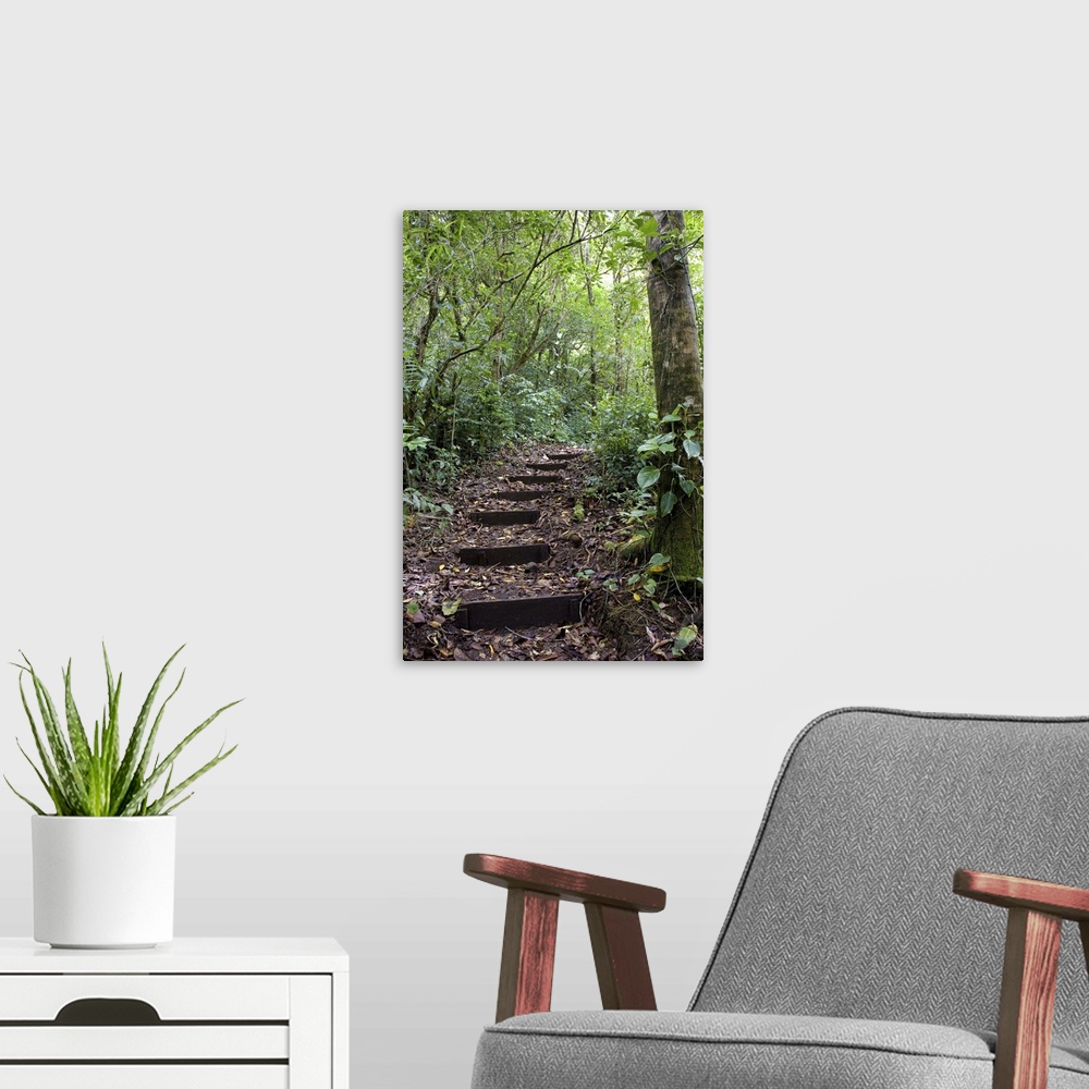 A modern room featuring Steps ascending on path. Tropical Cloud Forest