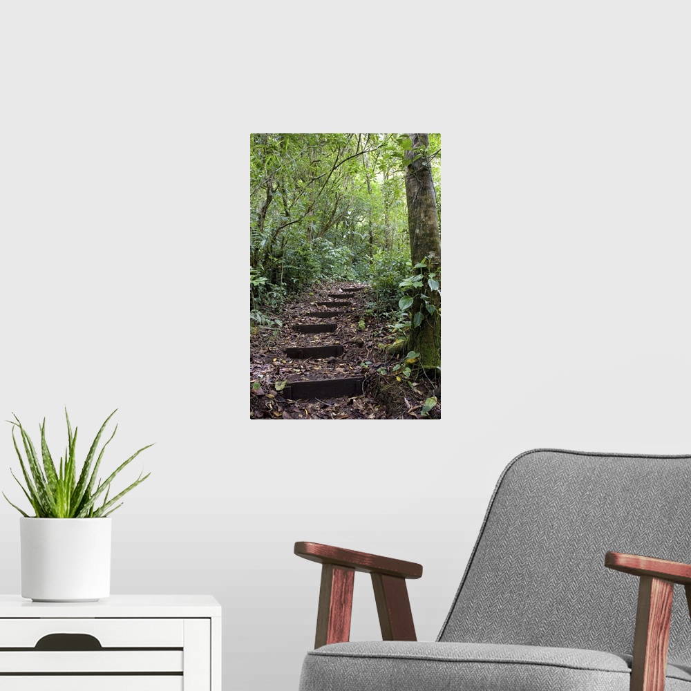 A modern room featuring Steps ascending on path. Tropical Cloud Forest