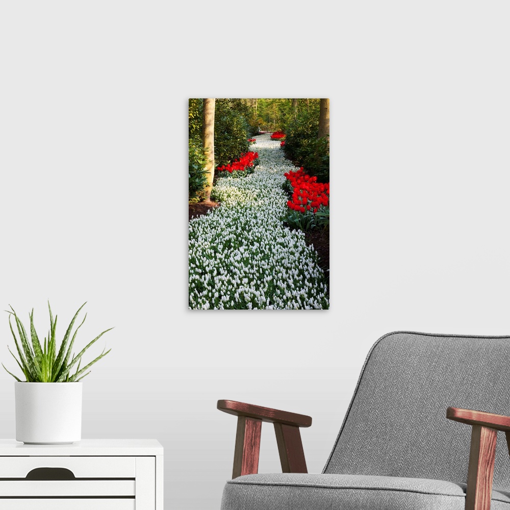 A modern room featuring Strip Of White Grape Hyacinths Edged With Red Tulips In Keukenhof Gardens