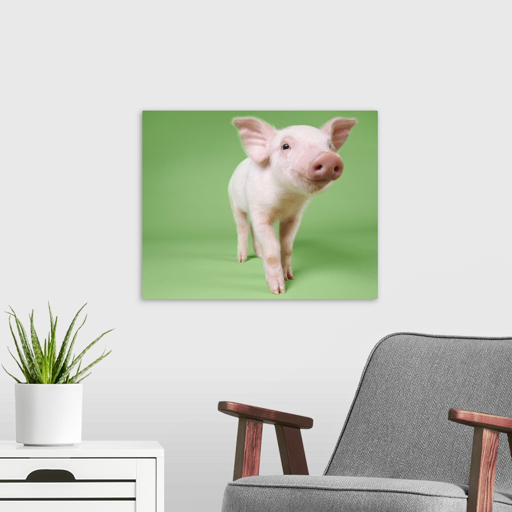 A modern room featuring Studio Cut Out of a Piglet Standing