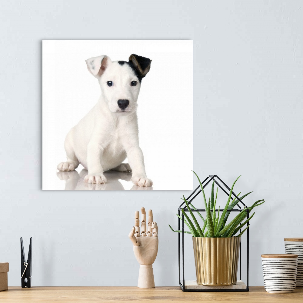 A bohemian room featuring Studio portrait of Jack Russell terrier dog