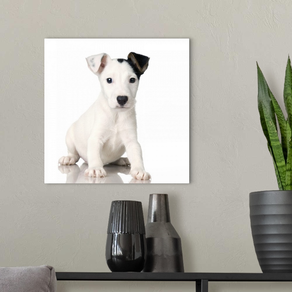 A modern room featuring Studio portrait of Jack Russell terrier dog