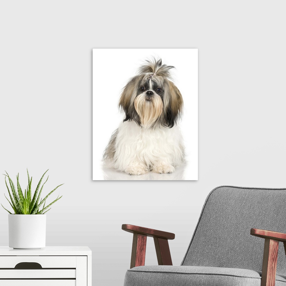 A modern room featuring Studio portrait of Shih Tzu dog