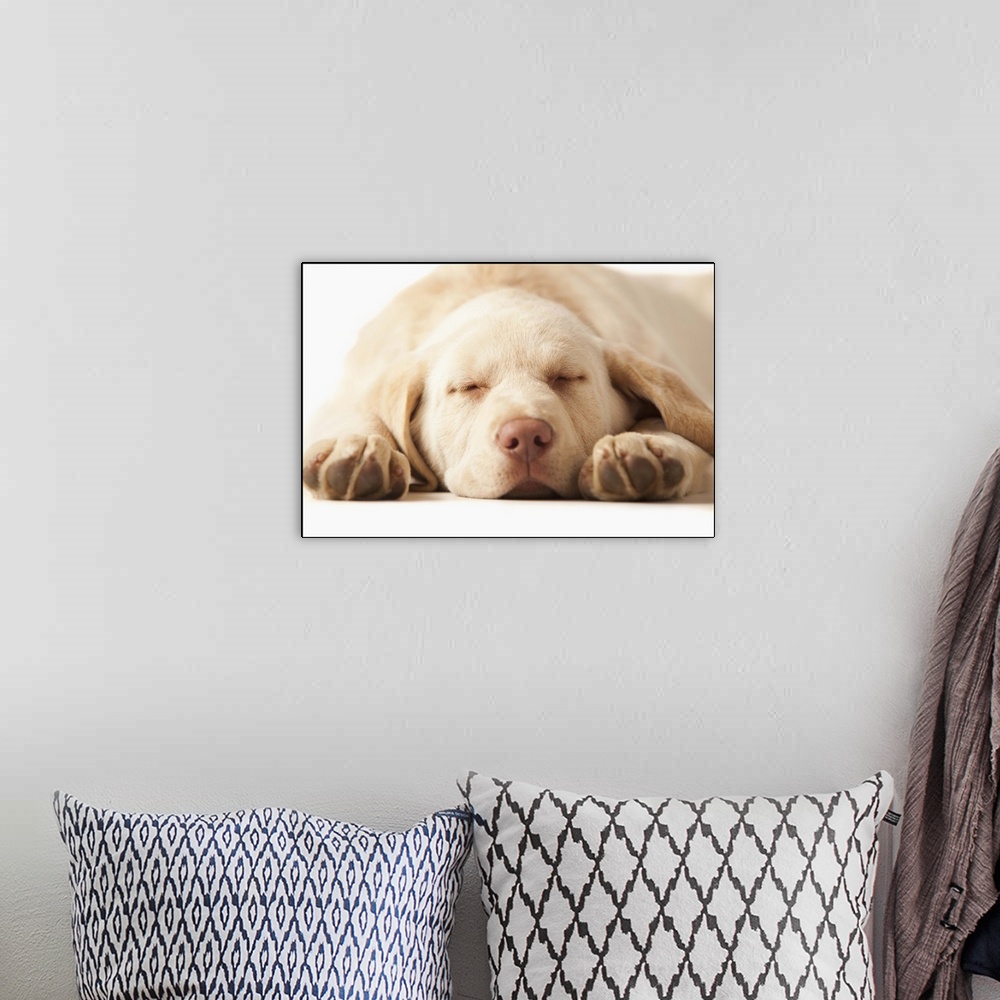 A bohemian room featuring Studio portrait of Yellow Labrador Retriever