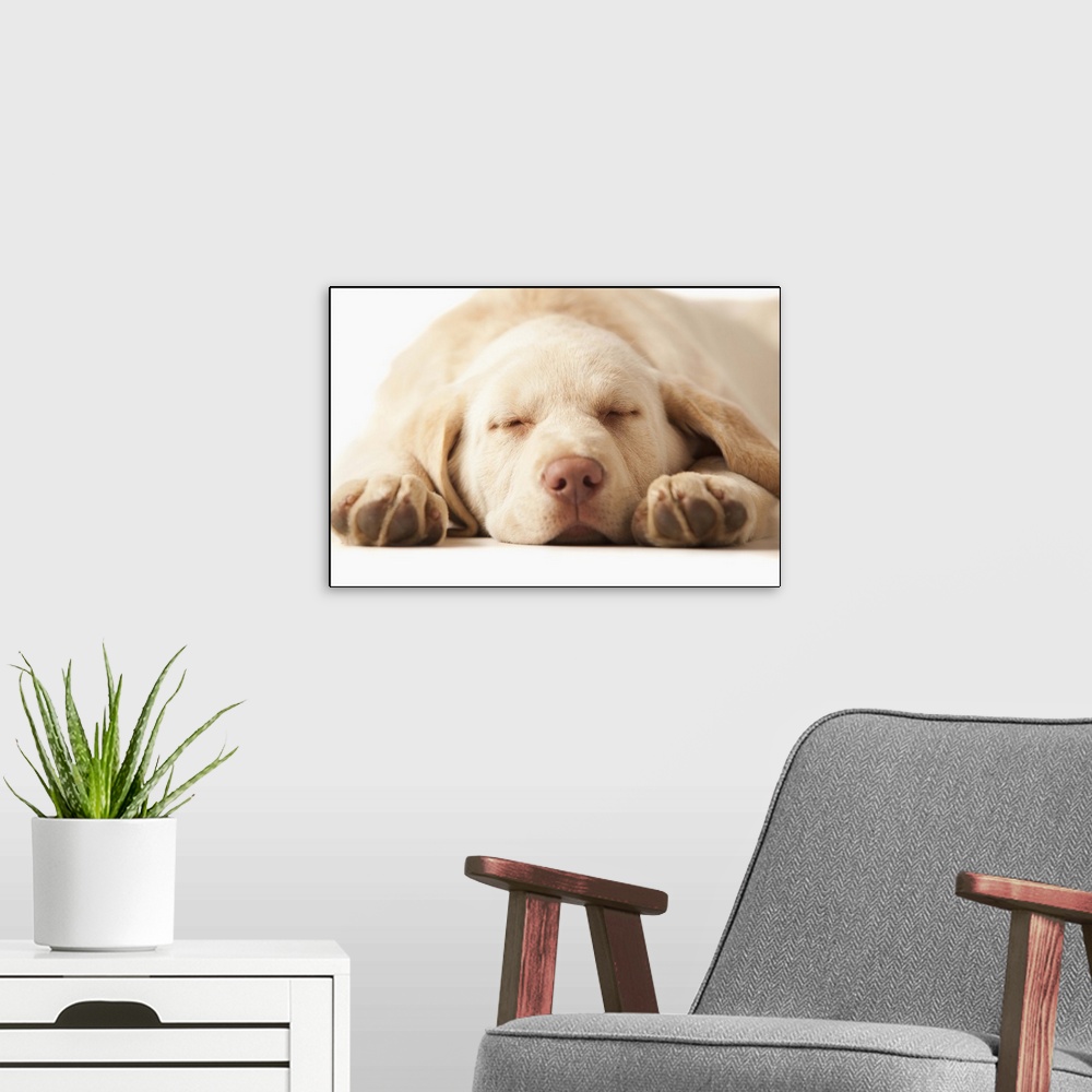 A modern room featuring Studio portrait of Yellow Labrador Retriever