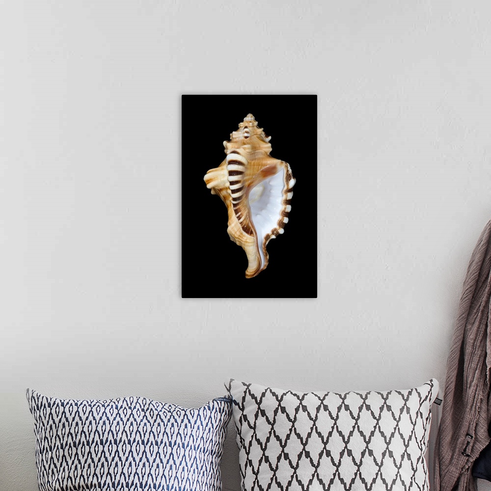 A bohemian room featuring Studio shot of a seashell on black background.