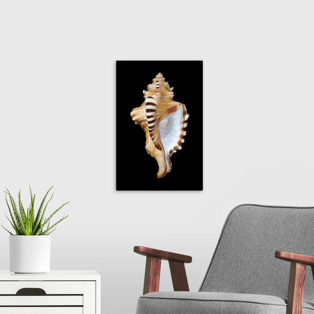 A modern room featuring Studio shot of a seashell on black background.
