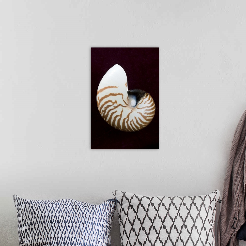 A bohemian room featuring Studio shot of a tiger nautilus seashell on black background.