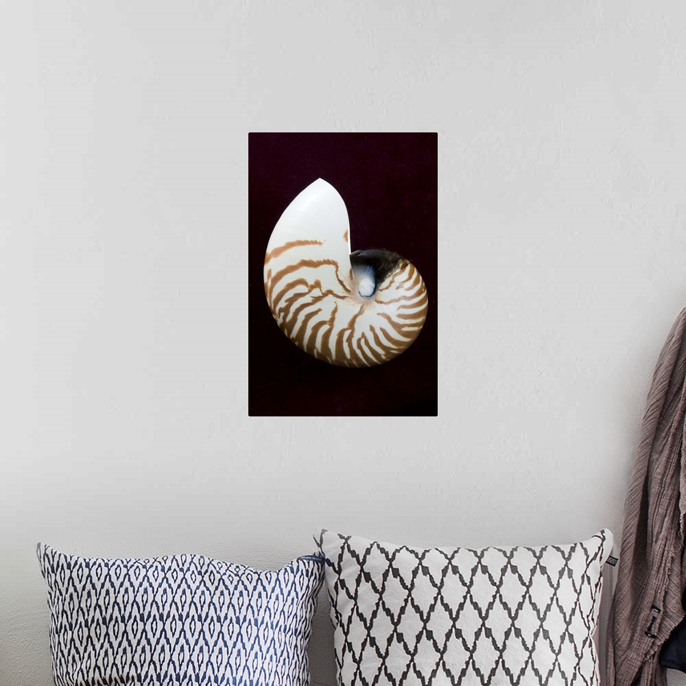 A bohemian room featuring Studio shot of a tiger nautilus seashell on black background.