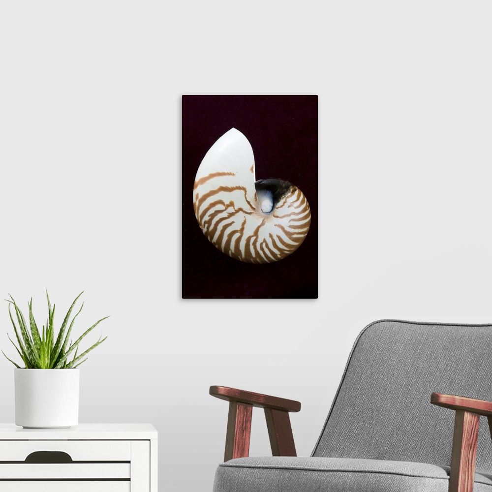 A modern room featuring Studio shot of a tiger nautilus seashell on black background.