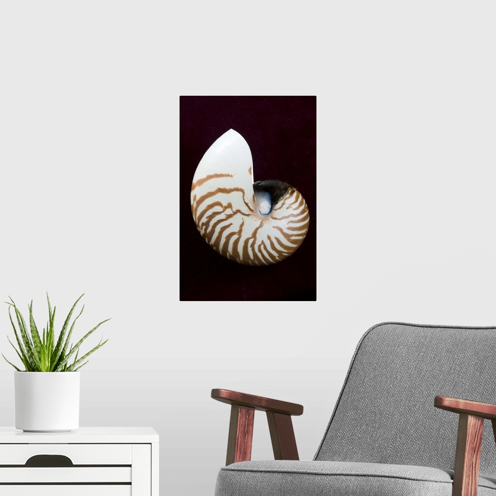 A modern room featuring Studio shot of a tiger nautilus seashell on black background.