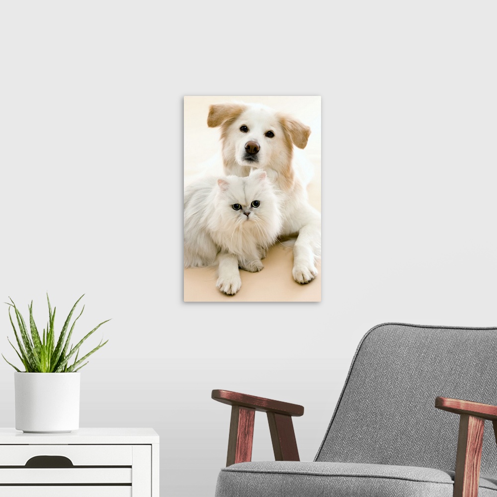 A modern room featuring Studio shot of cat and dog