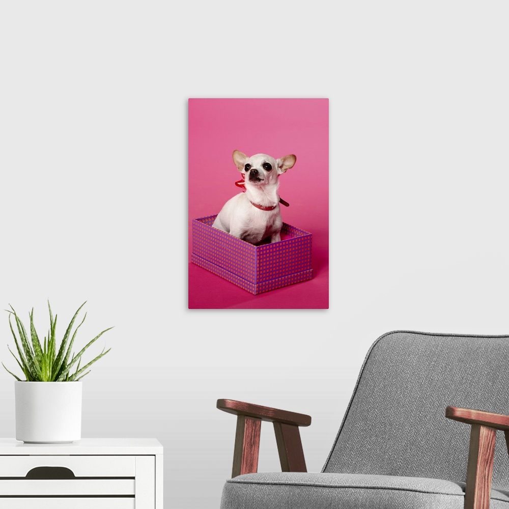 A modern room featuring Studio shot of chihuahua in gift box