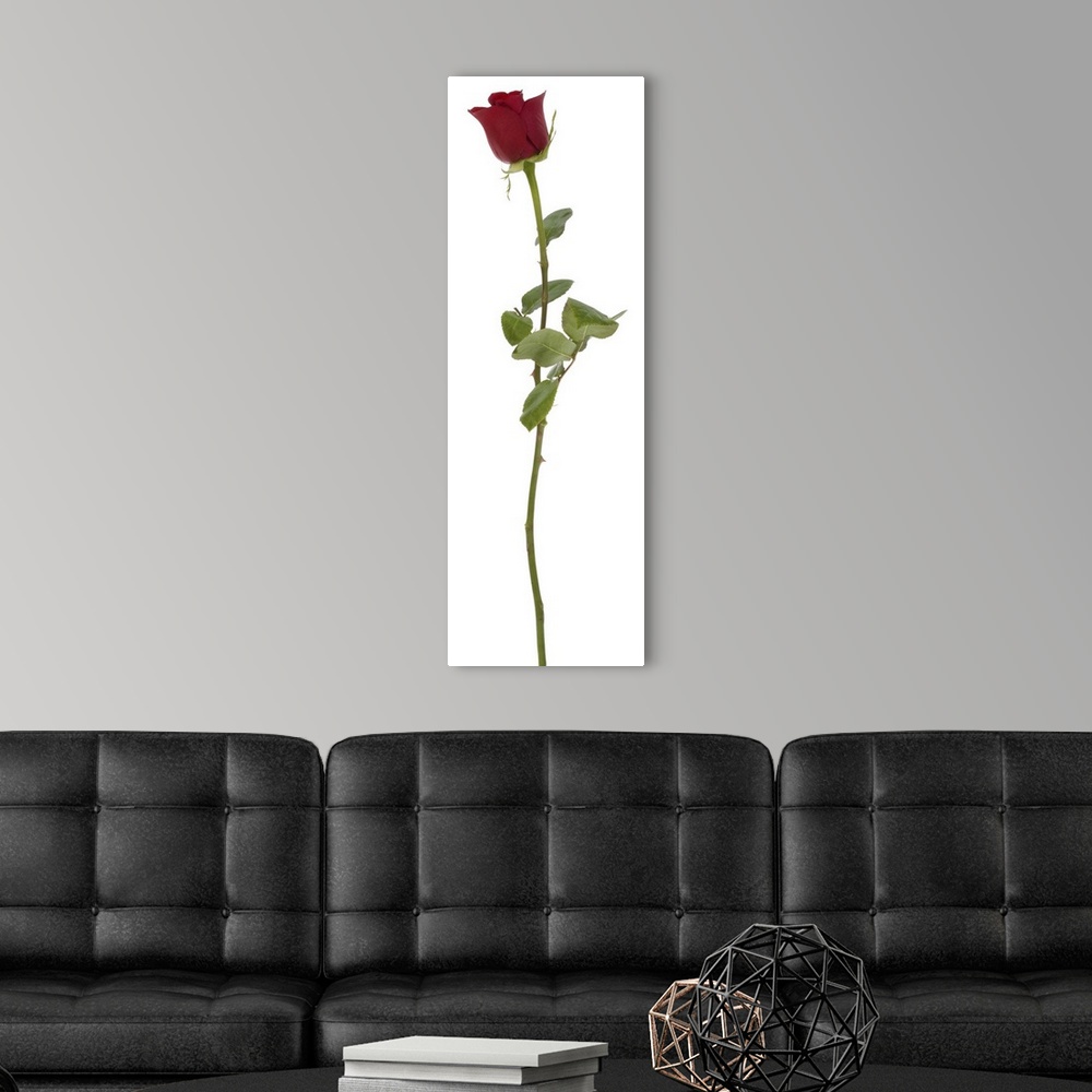 A modern room featuring Studio shot of longstem rose