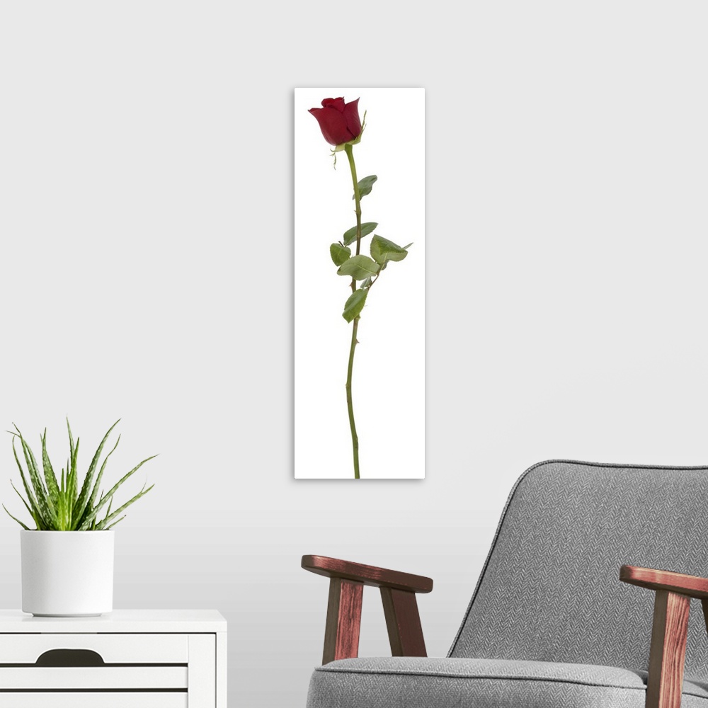 A modern room featuring Studio shot of longstem rose