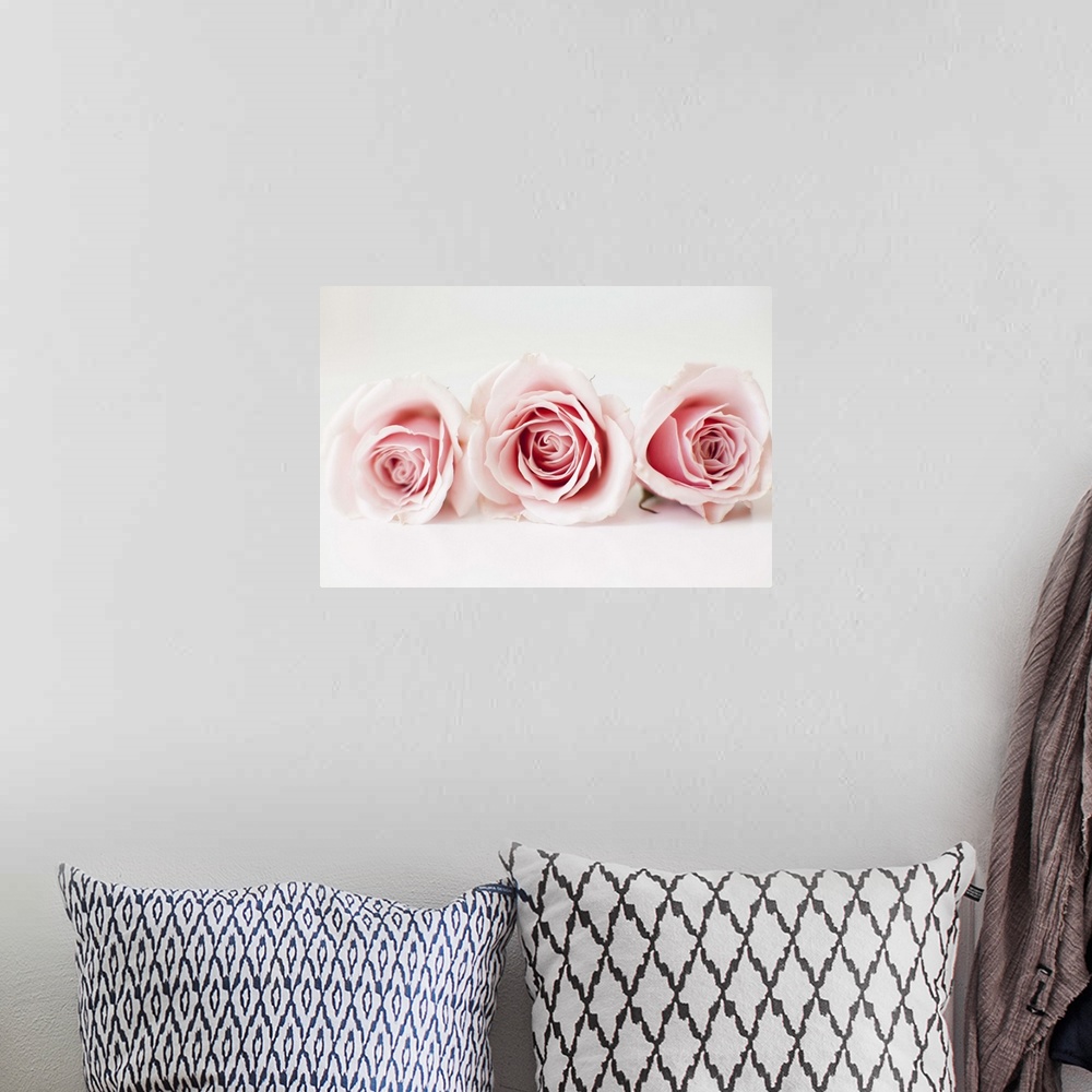 A bohemian room featuring Studio shot of pink roses