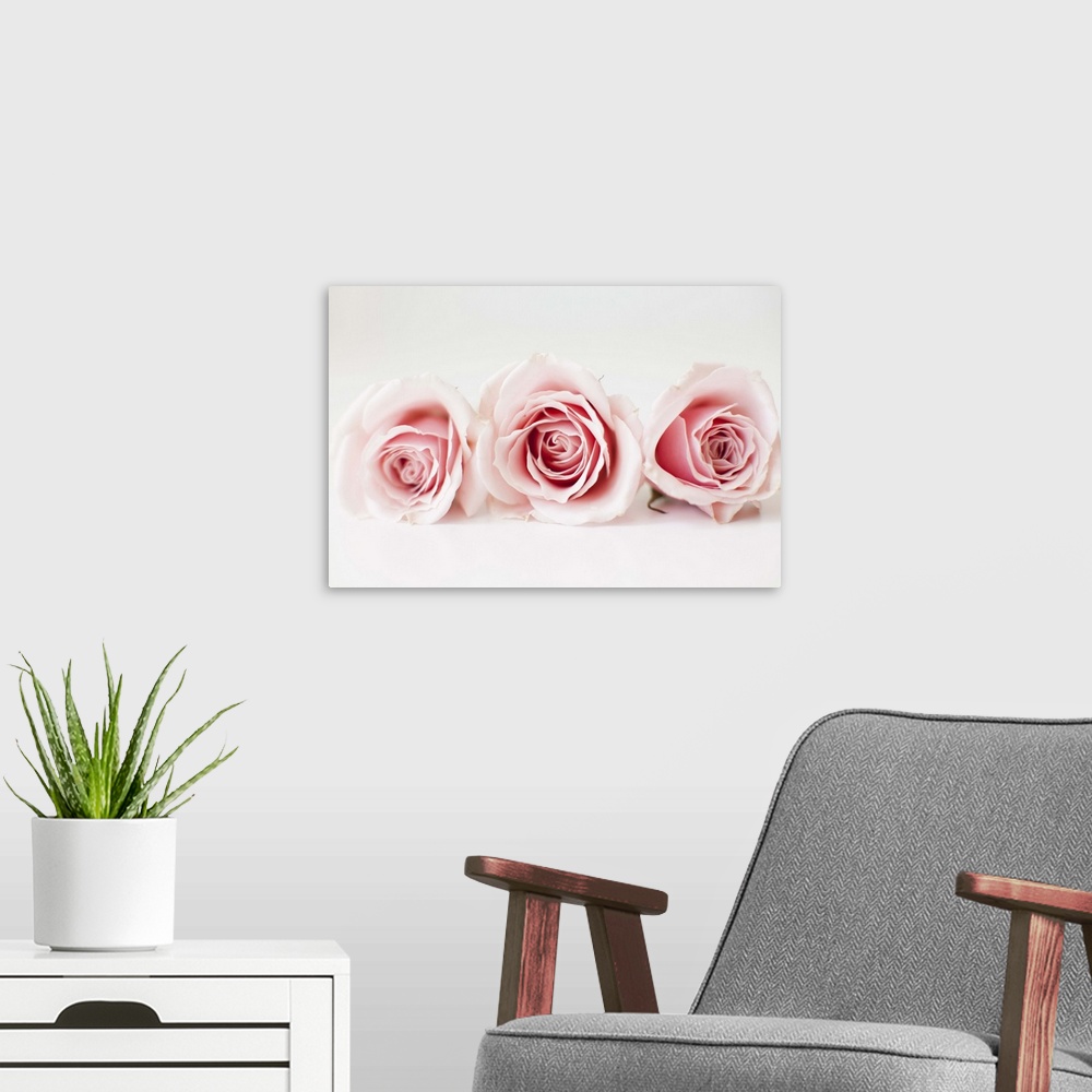 A modern room featuring Studio shot of pink roses