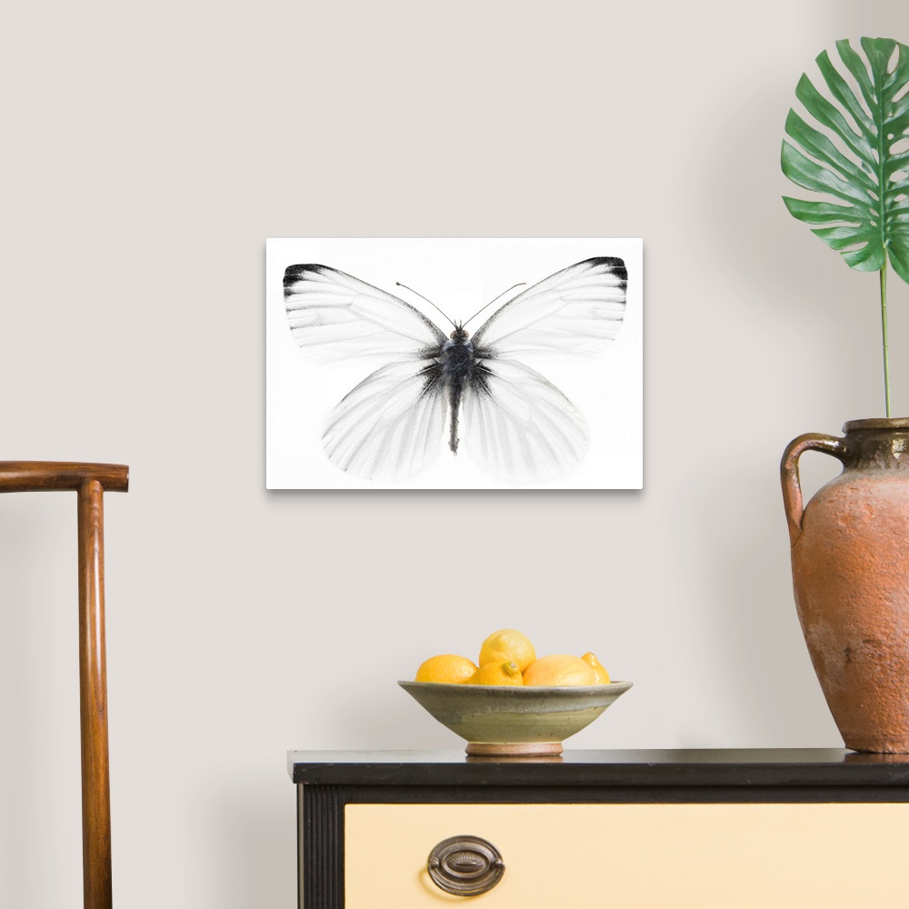 A traditional room featuring Studio shot of sharp-veined white butterfly
