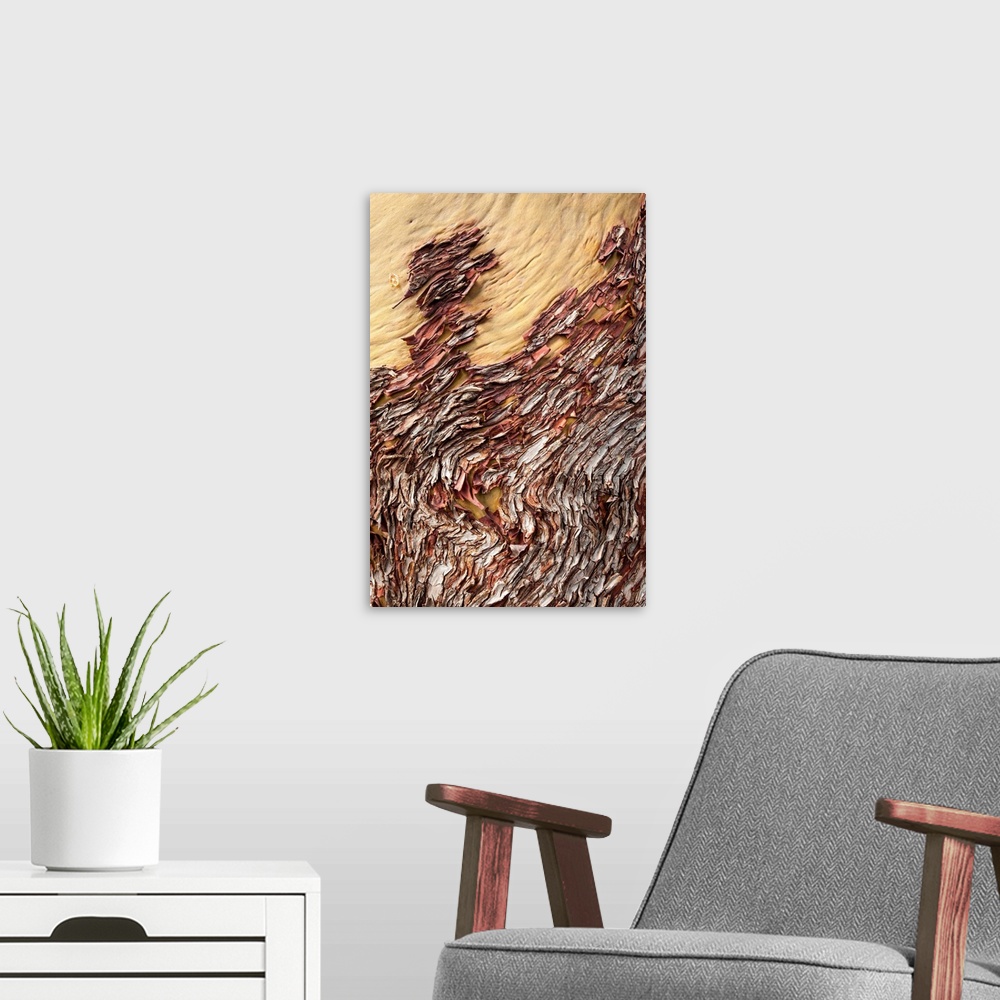 A modern room featuring Canada, British Columbia, San Juan Islands, Detail of red bark of Madrona tree along Echo Bay on ...