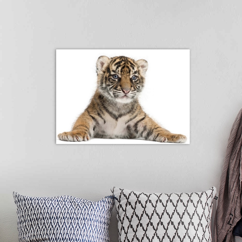 A bohemian room featuring Sumatran Tiger cub - Panthera tigris sumatrae (3 weeks old)
