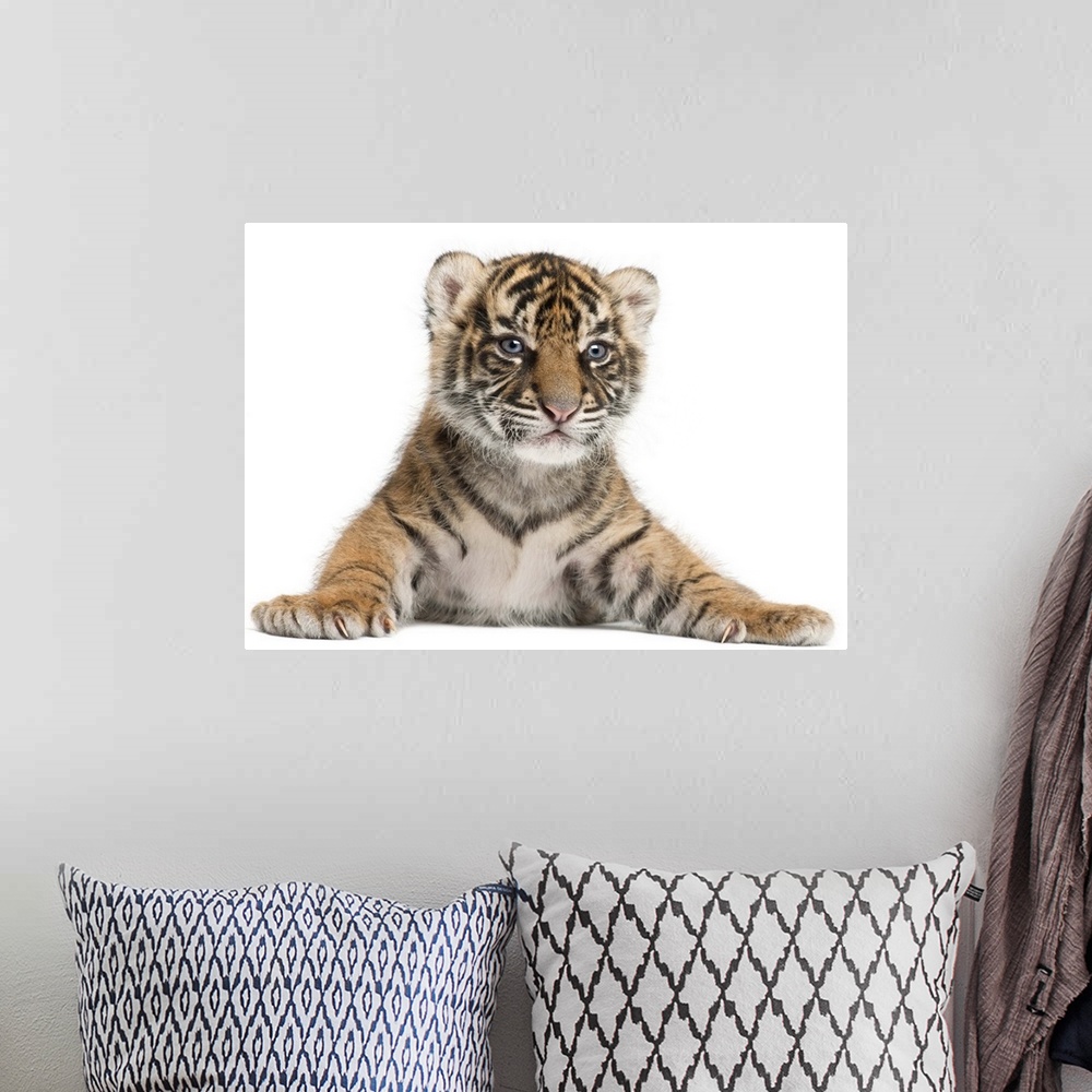 A bohemian room featuring Sumatran Tiger cub - Panthera tigris sumatrae (3 weeks old)