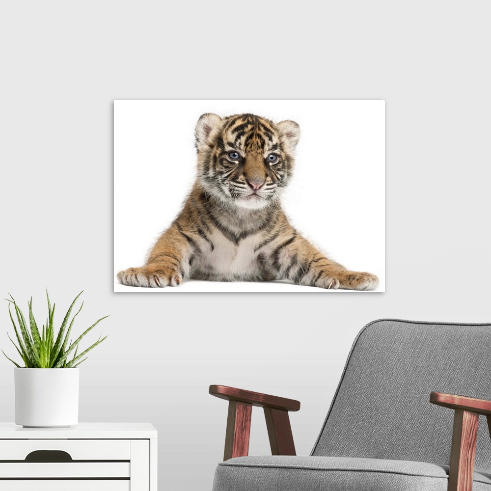 A modern room featuring Sumatran Tiger cub - Panthera tigris sumatrae (3 weeks old)