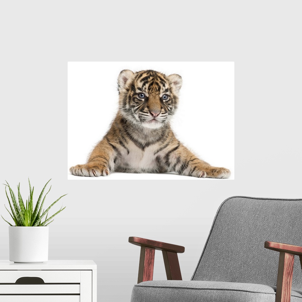 A modern room featuring Sumatran Tiger cub - Panthera tigris sumatrae (3 weeks old)