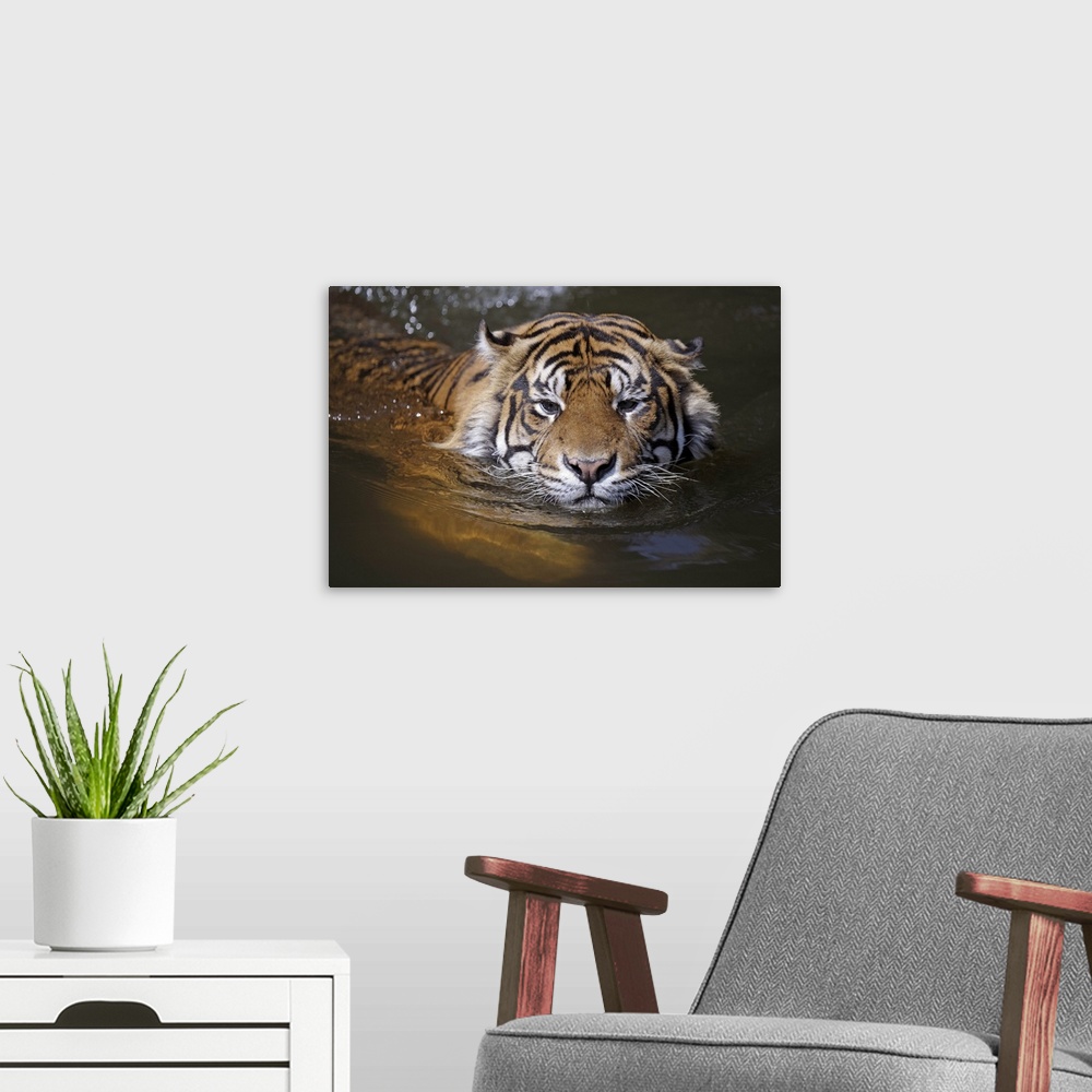 A modern room featuring Sumatran tiger, Panthera tigris sumatrae