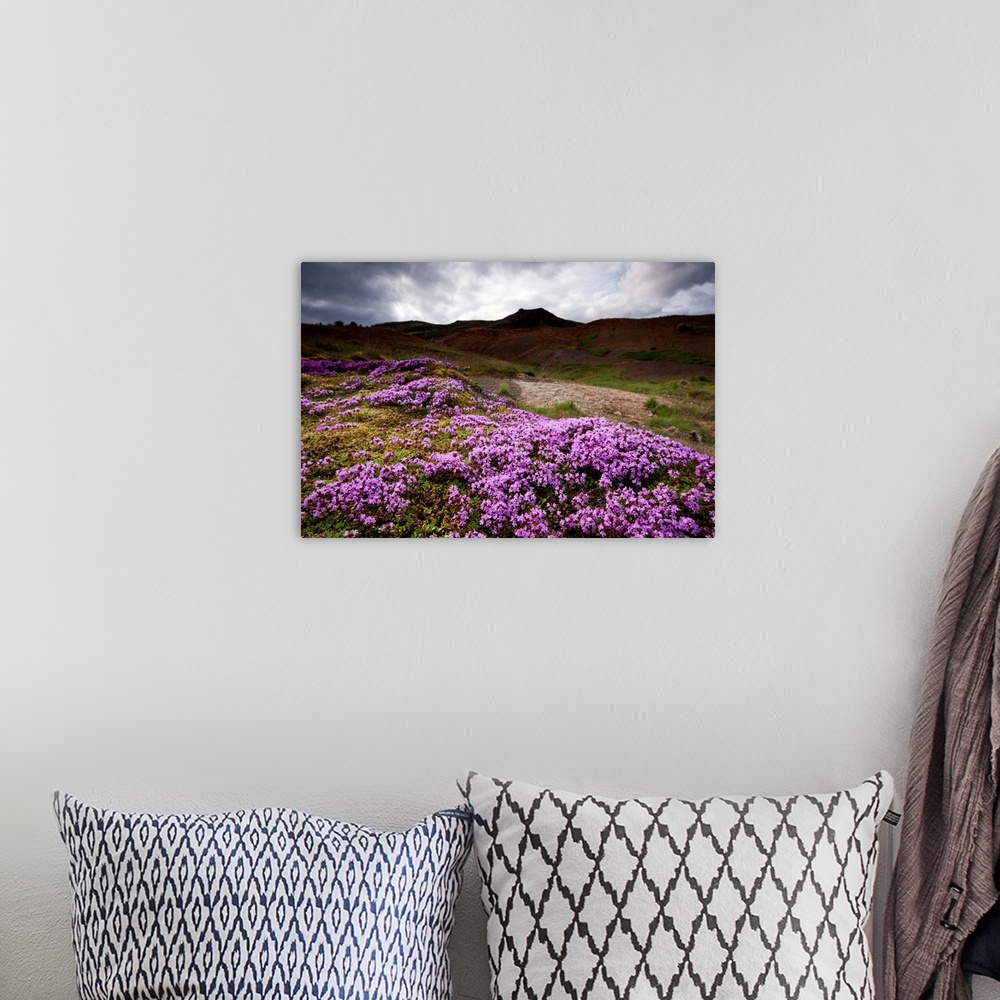 A bohemian room featuring Pink Moss Campion (Silene acaulis) growing near geothermal steam vents beneath gathering summer s...