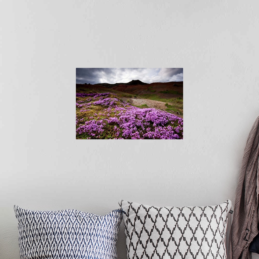 A bohemian room featuring Pink Moss Campion (Silene acaulis) growing near geothermal steam vents beneath gathering summer s...