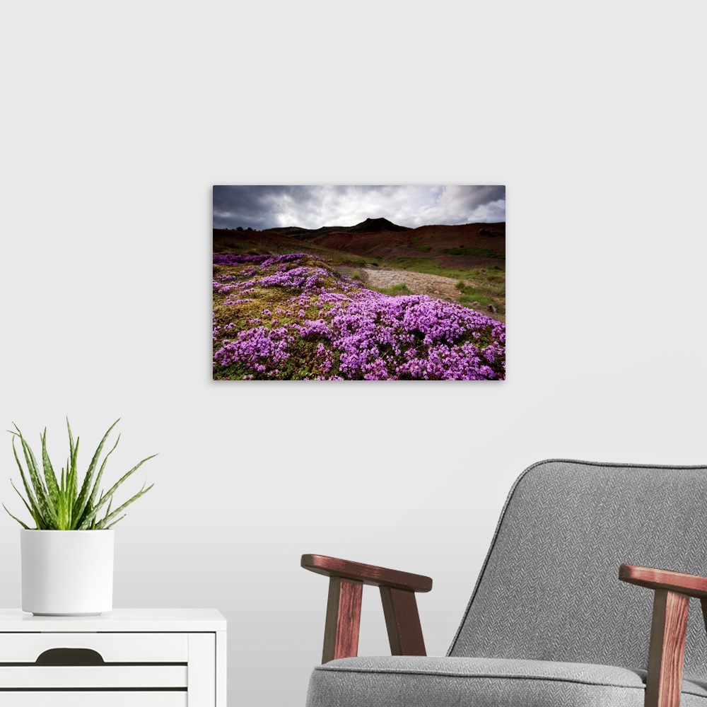 A modern room featuring Pink Moss Campion (Silene acaulis) growing near geothermal steam vents beneath gathering summer s...