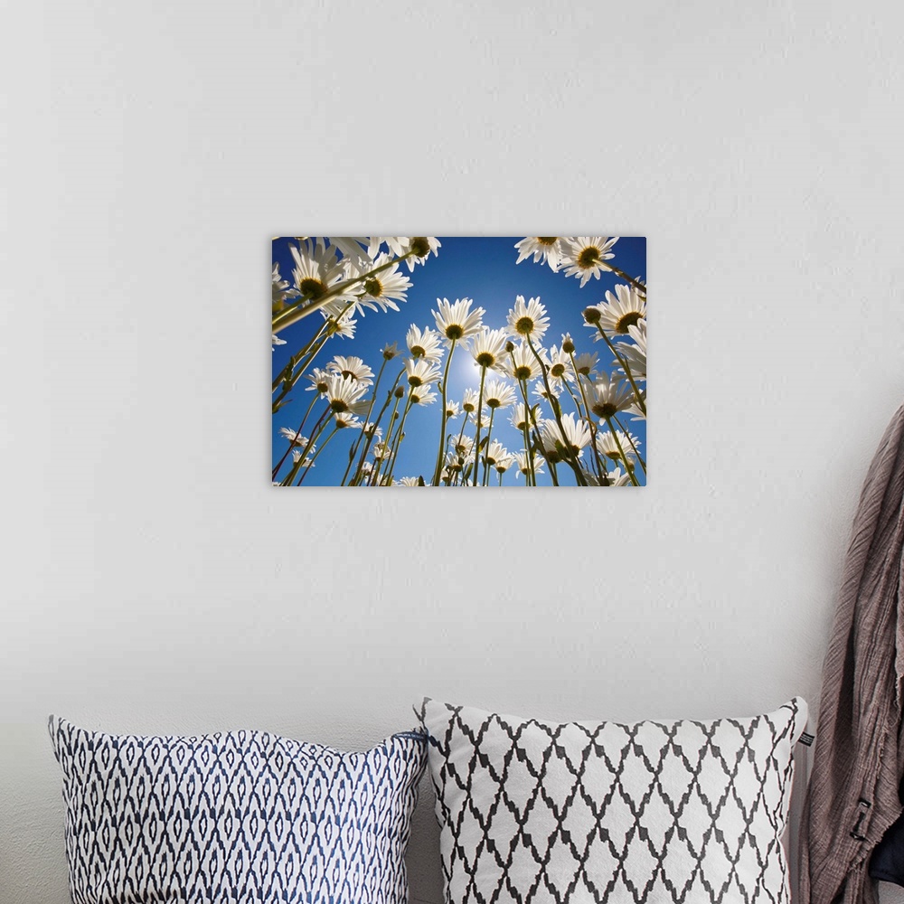 A bohemian room featuring Sun And Blue Sky Through Daisies
